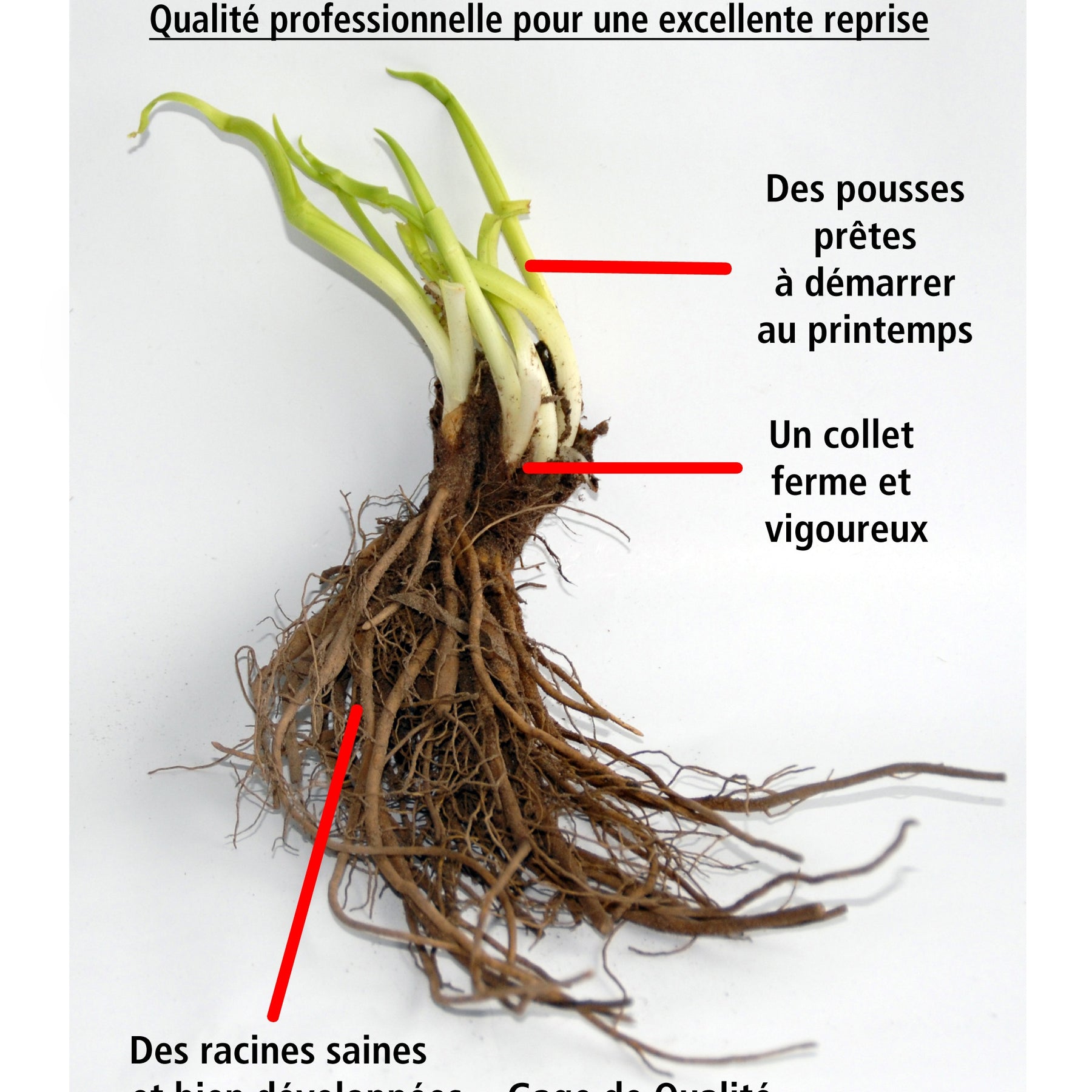 Collection de 5 Pimprenelles et de Veroniques - Pimprenelle - Sanguisorbe - Willemse