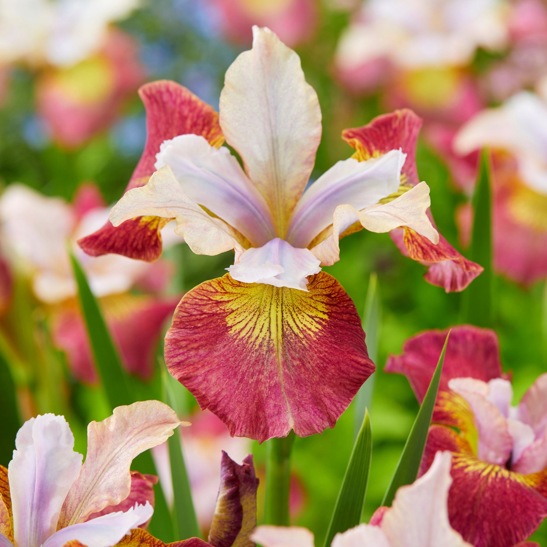 3 Iris de Sibérie Sugar Rush - Willemse