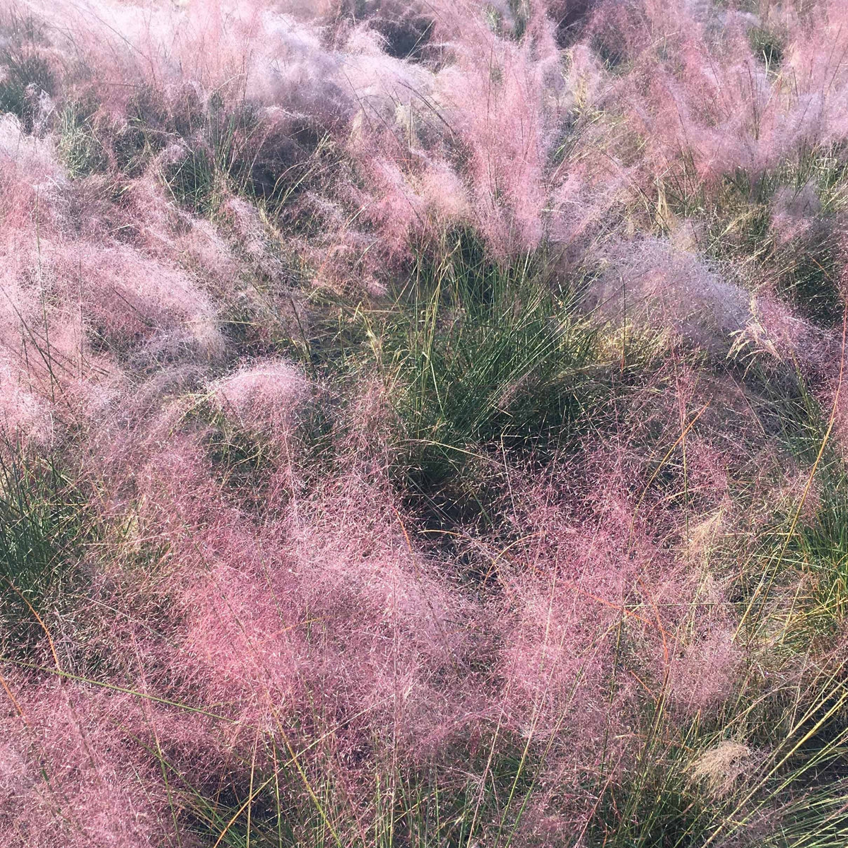 2 Herbes aux épis roses - Muhlenbergia capillaris - Willemse