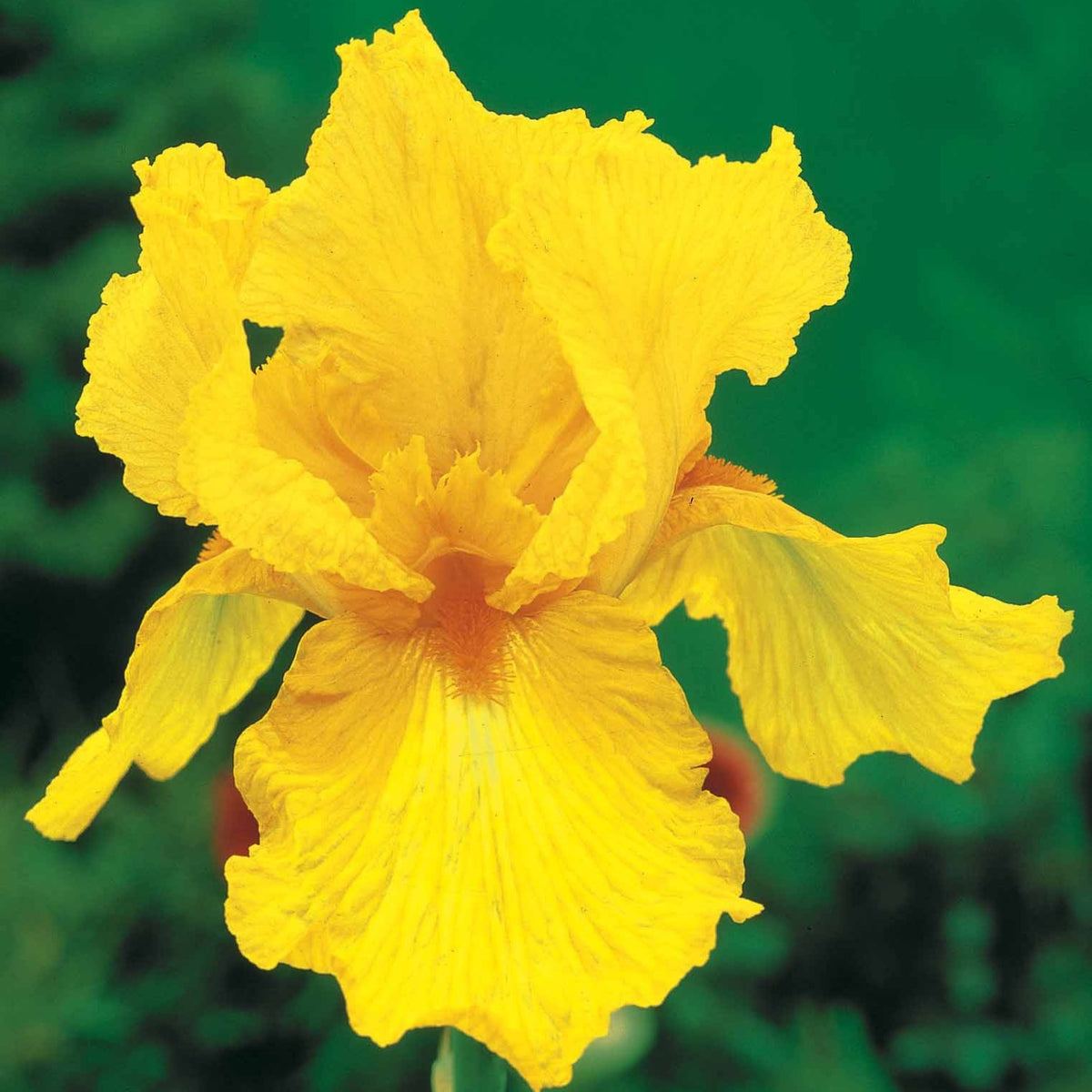 2 Iris de jardin Sangreal - Willemse
