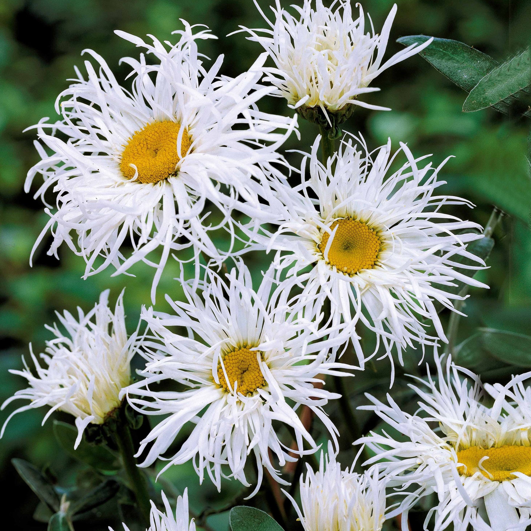 Collections de vivaces - Collection de 12 plantes vivaces pour jardin coloré - Alchemilla mollis, Leucanthemum superbum, Salvia nemorosa, Asclepia incarnata