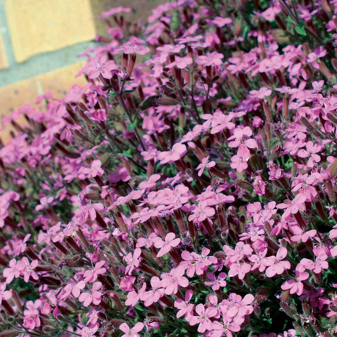 Saponaria ocymoïdes - 5 Saponaires ocymoides - Saponaire