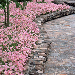 2 Oenothères roses Siskiyou Pink - Oenothera speciosa siskiyou pink - Willemse