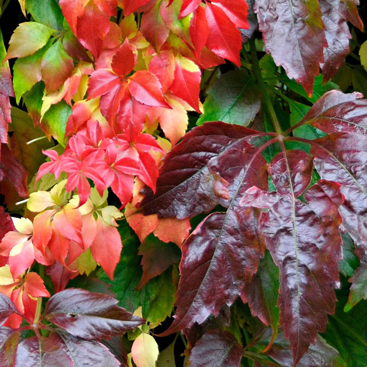Vigne vierge Engelmannii - Parthenocissus quinquefolia 'engelmannii' - Willemse