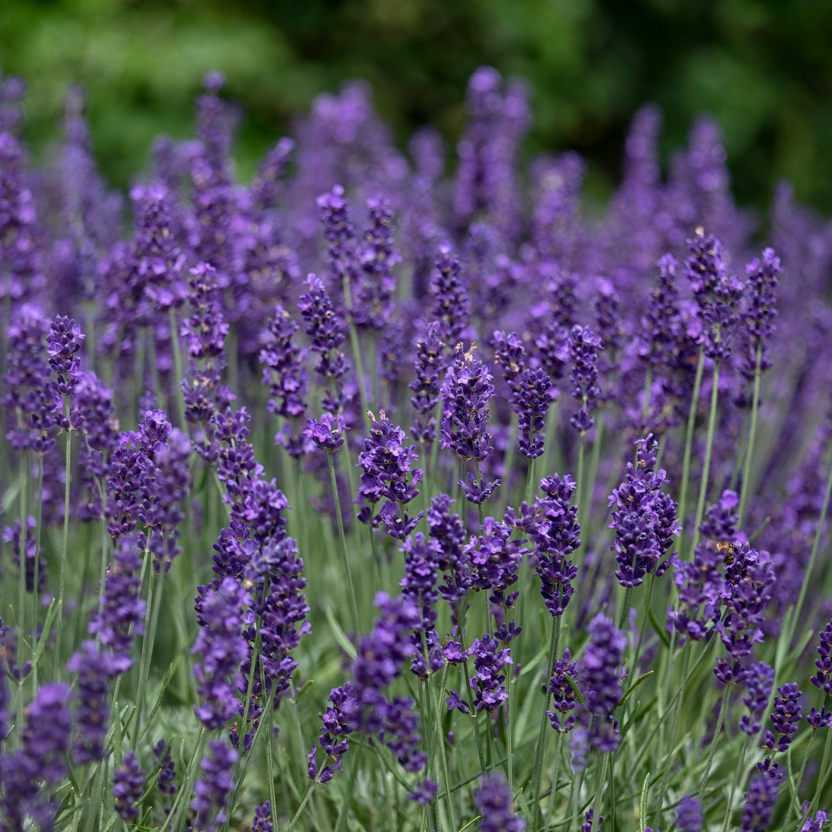 Lavande vraie Hidcote - Willemse