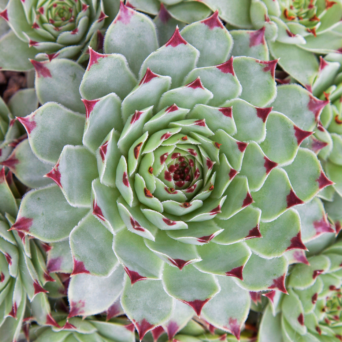 3 Joubarbes - Chick Charms ® Mint Marvel - Sempervivum - Willemse