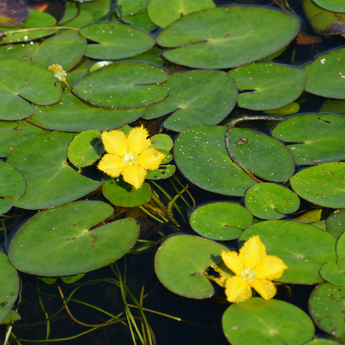 Limnanthème Faux nénuphar - Willemse