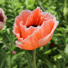 Pavot d Orient Picotee - Willemse