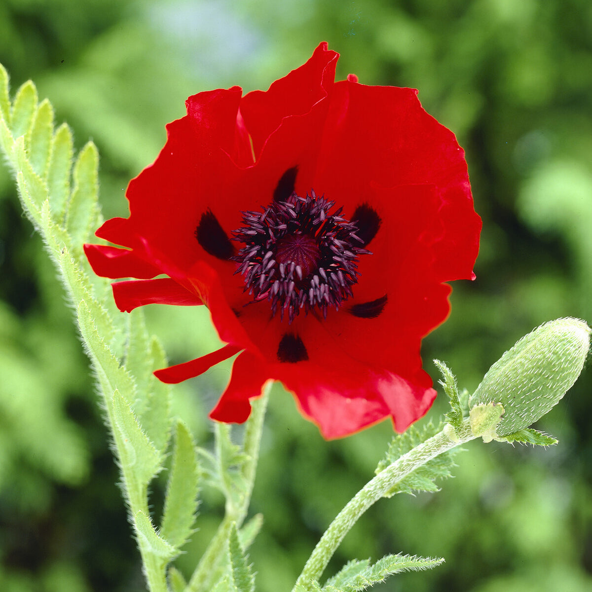 3 Pavots d'Orient Beauty Of Livermere - Papaver orientale Beauty of Livermere - Willemse