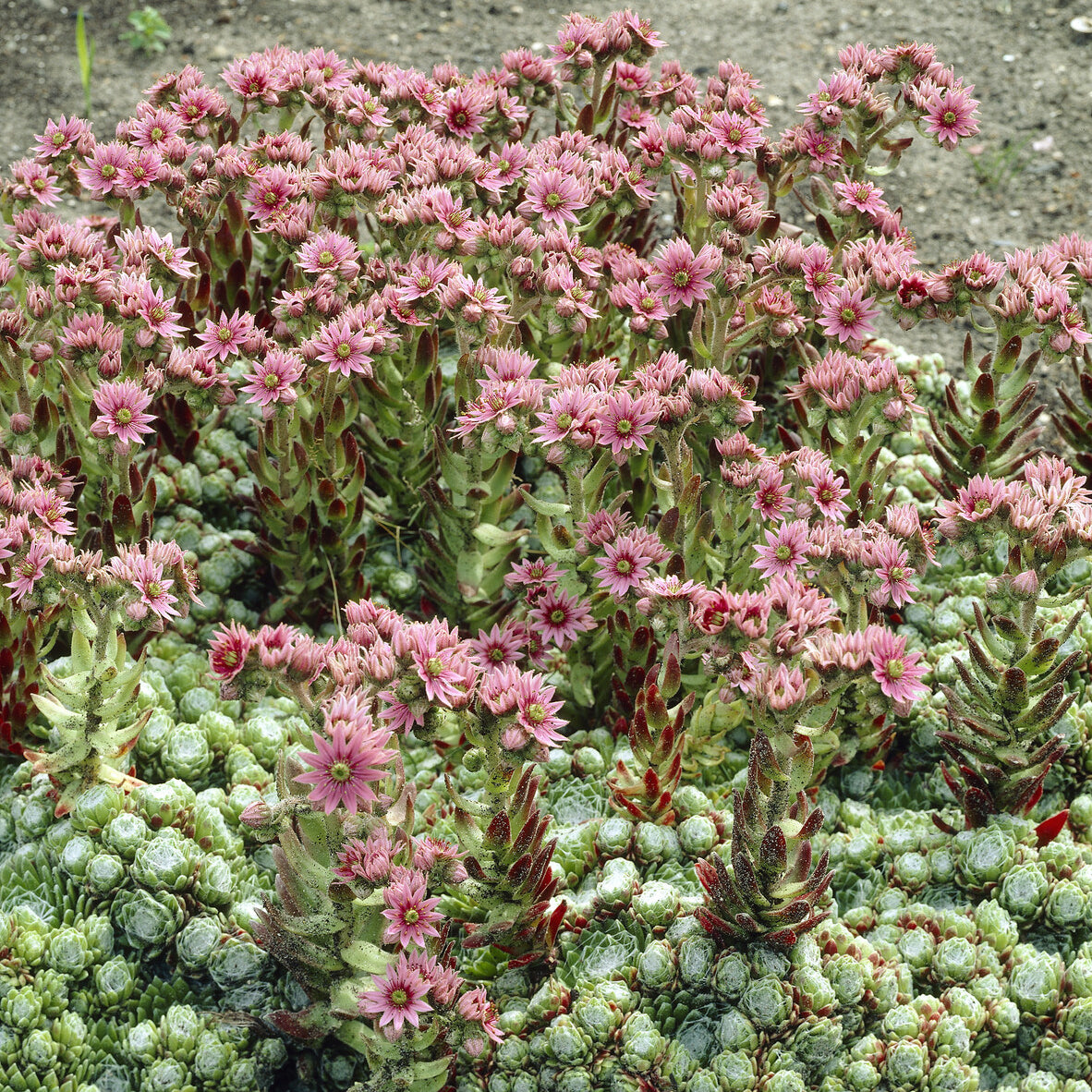 3 Joubarbes à toile d'araignée - Sempervivum - Willemse