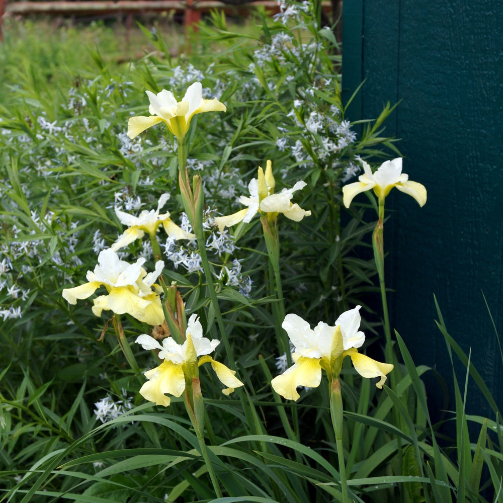 Iris de Sibérie Butter and Sugar - Iris sibirica 'butter and sugar' - Willemse