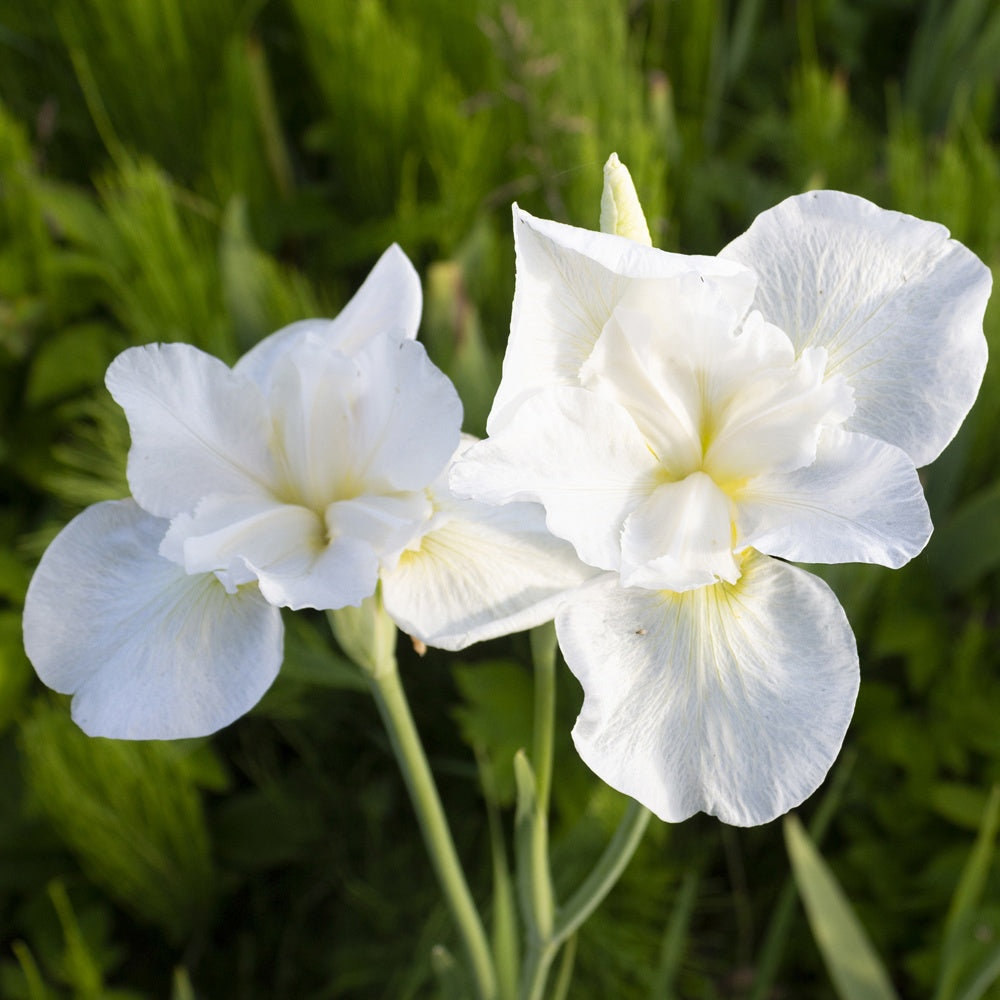 Iris sibirica Swans in Flight - Willemse