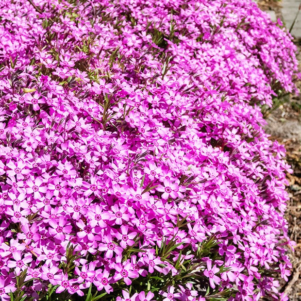 3 Phlox mousse rose pâle - Willemse