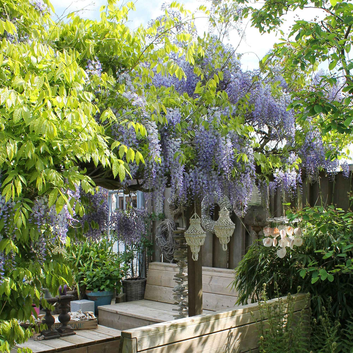 Glycine de Chine Caroline - Willemse