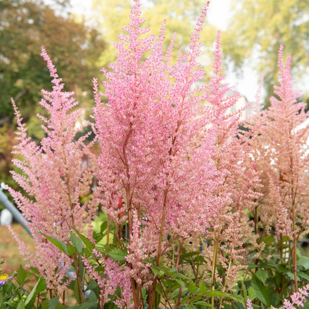 Astilbe arendsii Erika - Willemse