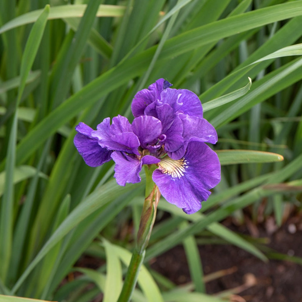 Iris sibirica Kaboom - Willemse