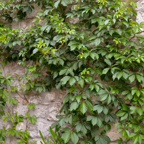 Parthenocissus quinquefolia 'engelmannii' - Vigne vierge Engelmannii - Vigne vierge