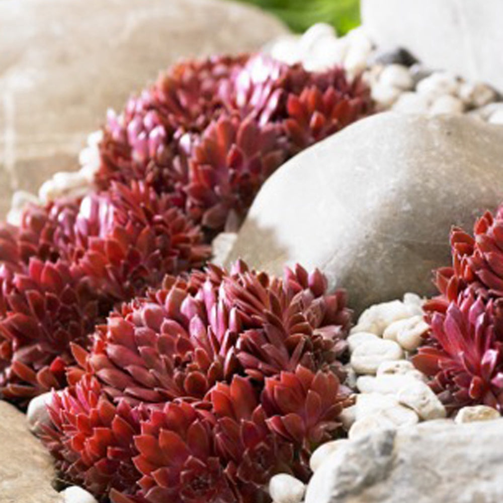 3 Joubarbes Chick Charms® Trio - Sempervivum - Sempervivum 'chick charmes' - Willemse