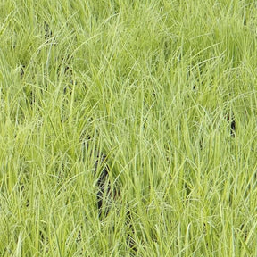 Vente Jonc japonais panaché - Acorus gramineus ogon