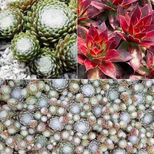 3 Joubarbes Chick Charms® Trio - Sempervivum - Willemse